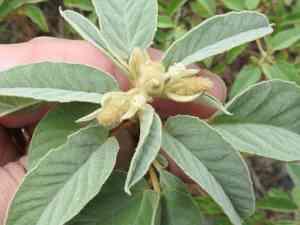 Woolly croton(Croton lindheimeri)