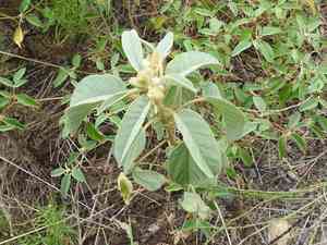 Woolly croton(Croton lindheimeri)