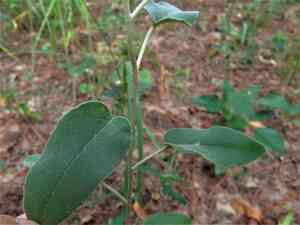 Woolly croton(Croton lindheimeri)