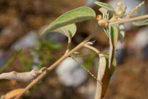 Woolly croton(Croton lindheimeri)