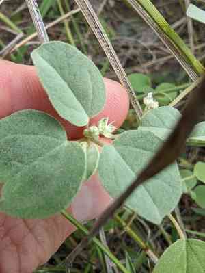 Three-seed croton(Croton lindheimerianus)