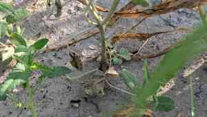 Three-seed croton(Croton lindheimerianus)