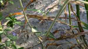 Three-seed croton(Croton lindheimerianus)
