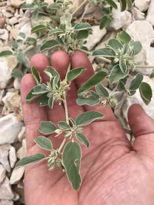 Three-seed croton(Croton lindheimerianus)