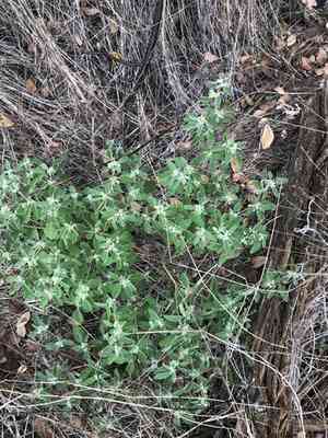 Prairie Tea(Croton monanthogynus)