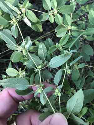 Prairie Tea(Croton monanthogynus)