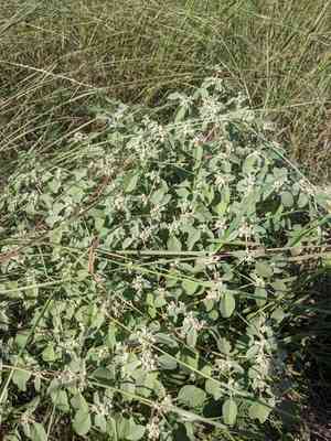 Prairie Tea(Croton monanthogynus)