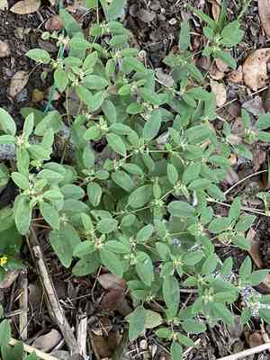 Prairie Tea(Croton monanthogynus)