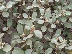 Gulf croton(Croton punctatus)