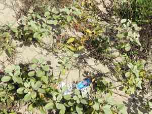 Gulf croton(Croton punctatus)