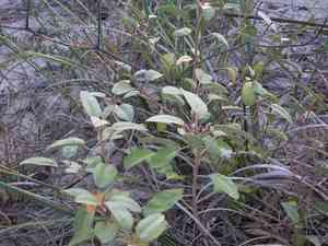 Gulf croton(Croton punctatus)