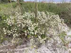 Gulf croton(Croton punctatus)