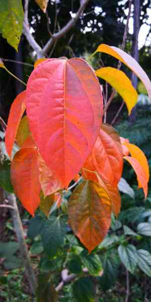 Purging croton(Croton tiglium)