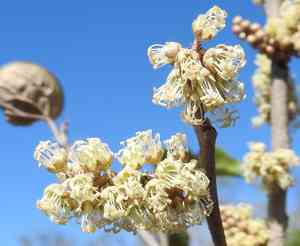 Rushfoils (Croton)(Croton)