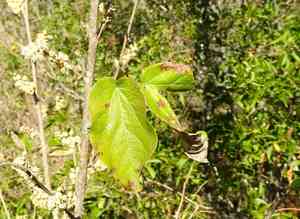 Rushfoils (Croton)(Croton)