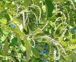 Rushfoils (Croton)(Croton)