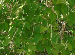 Rushfoils (Croton)(Croton)