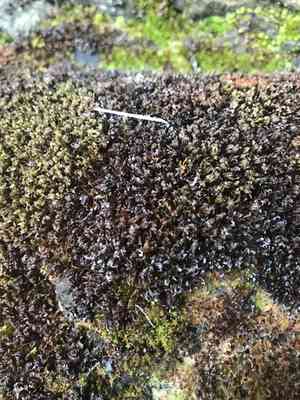 Wideleaf crumia moss(Crumia latifolia)