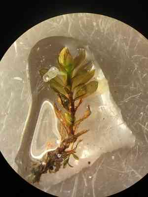 Wideleaf crumia moss(Crumia latifolia)
