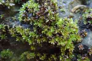 Wideleaf crumia moss(Crumia latifolia)