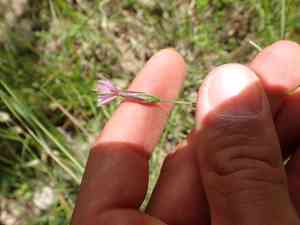 Common crupina(Crupina vulgaris)