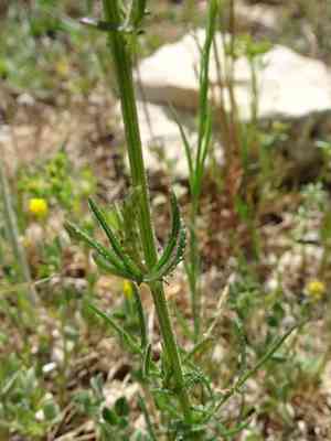 Common crupina(Crupina vulgaris)