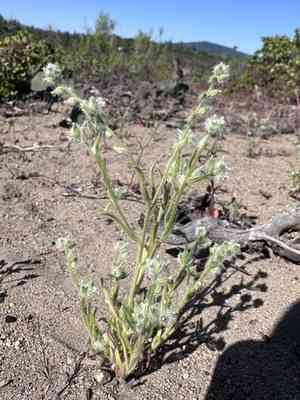 Basin cryptantha(Cryptantha ambigua)