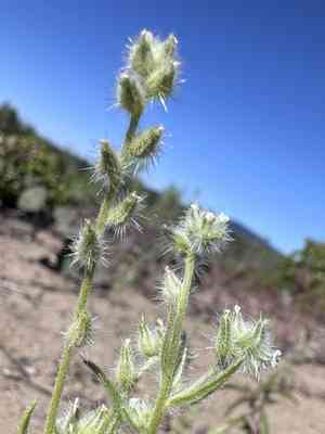 Basin cryptantha(Cryptantha ambigua)