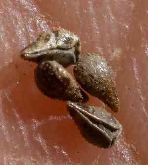 Basin cryptantha(Cryptantha ambigua)