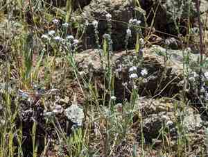 Weakstem cryptantha(Cryptantha flaccida)