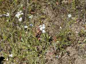 Weakstem cryptantha(Cryptantha flaccida)