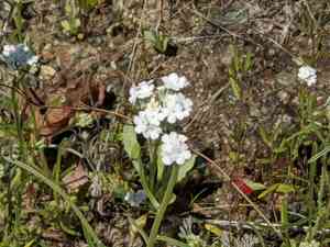 Weakstem cryptantha(Cryptantha flaccida)