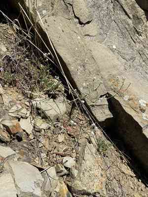 Weakstem cryptantha(Cryptantha flaccida)