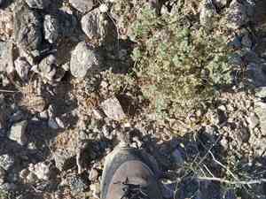 Guadalupe cryptantha(Cryptantha maritima)