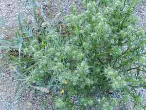 Guadalupe cryptantha(Cryptantha maritima)