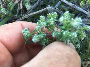 Guadalupe cryptantha(Cryptantha maritima)