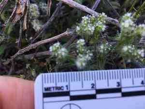 Guadalupe cryptantha(Cryptantha maritima)