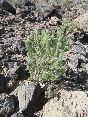 Guadalupe cryptantha (Cryptantha maritima) Care Guide: Pests, Diseases ...