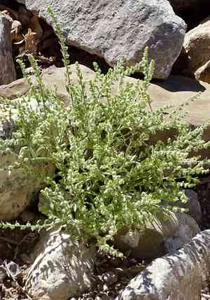 Little cryptantha(Cryptantha minima)