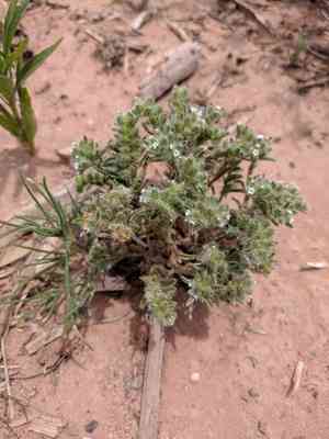 Little cryptantha(Cryptantha minima)