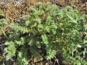 Little cryptantha(Cryptantha minima)