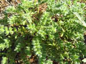 Little cryptantha(Cryptantha minima)