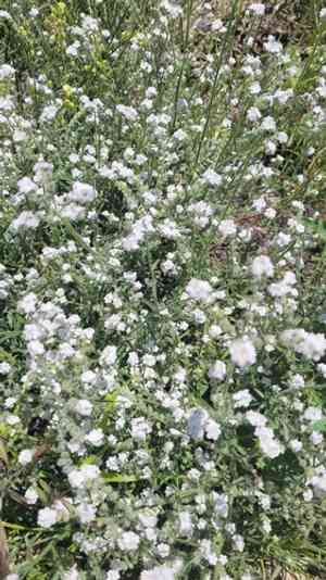 Pointed cryptantha(Cryptantha muricata)