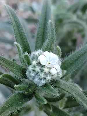 Pointed cryptantha(Cryptantha muricata)