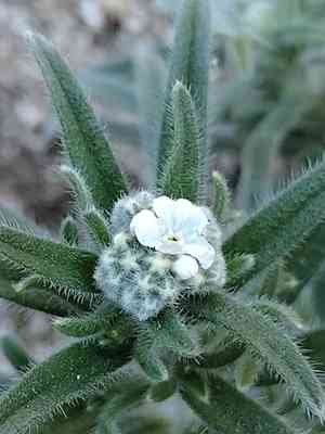 Pointed cryptantha(Cryptantha muricata)