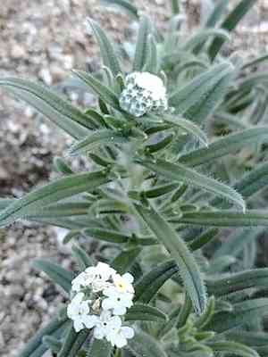 Pointed cryptantha(Cryptantha muricata)