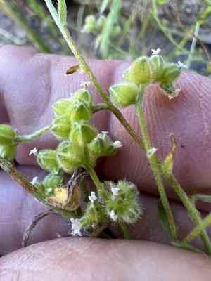 Wingnut cryptantha(Cryptantha pterocarya)