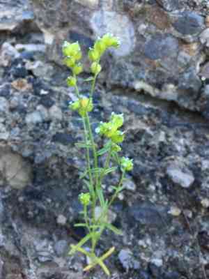 Wingnut cryptantha(Cryptantha pterocarya)