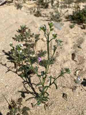 Wingnut cryptantha(Cryptantha pterocarya)