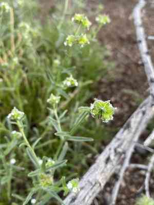 Wingnut cryptantha(Cryptantha pterocarya)